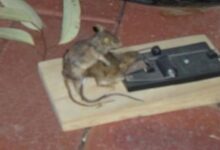 rato necrofilo 1