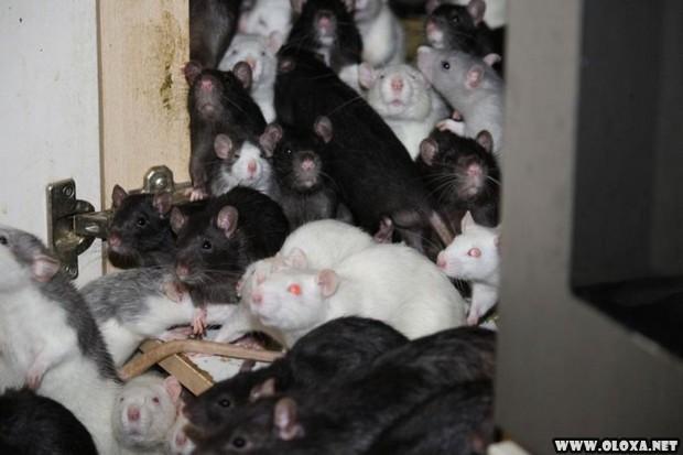 Amante dos animais dividia o apartamento de dois quartos com trezentos ratos 1