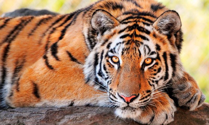 curiosidades curiosas tigres