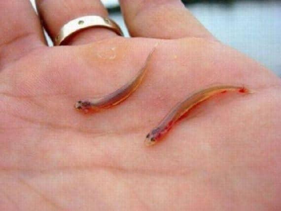 O peixe Candiru que pode te matar entrando pela sua uretra ou ânus